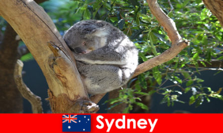 Destinazione Sydney Australia nello zoo esotico con un'esperienza notturna