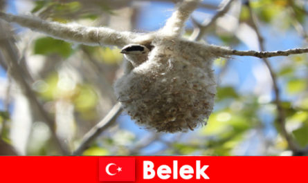 I turisti della natura sperimentano il mondo degli alberi e degli uccelli a Belek, Turchia