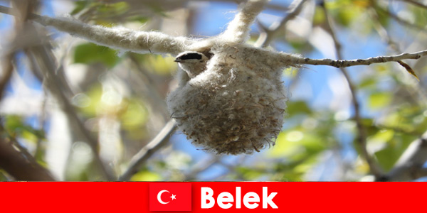I turisti della natura sperimentano il mondo degli alberi e degli uccelli a Belek, Turchia