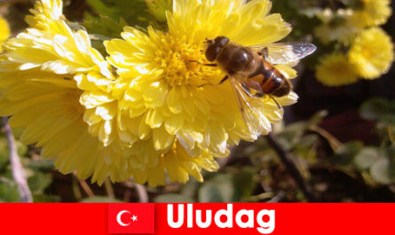Scopri la bellissima fauna e flora a Uludag, in Turchia
