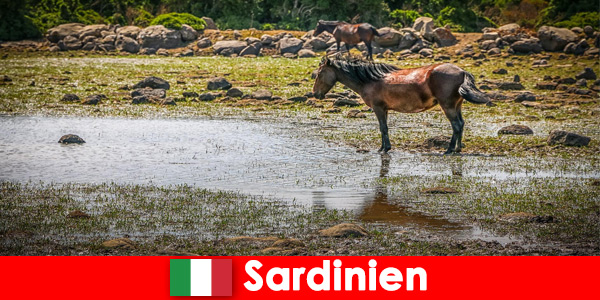 Vivi da vicino gli animali selvatici e la natura come uno sconosciuto in Sardegna