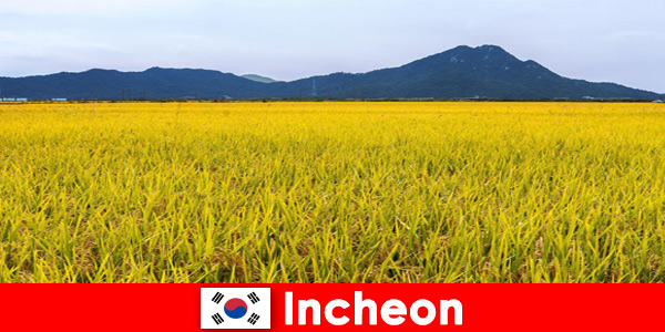 Incheon Corea del Sud Vacanza nella natura per gli amanti della flora e della fauna