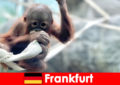 Gita in famiglia a Francoforte nel secondo zoo più antico della Germania