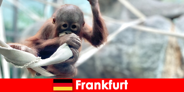 Gita in famiglia a Francoforte nel secondo zoo più antico della Germania
