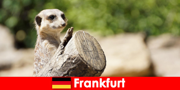 Biodiversità e tanti programmi per famiglie allo Zoo di Francoforte in Germania